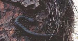 加拉帕格斯巨人蜈蚣 加拉帕格斯巨人蜈蚣