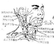 頭頸部淺表淋巴結