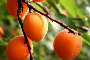 彭陽紅梅 彭陽紅梅