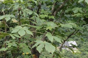 深裂刺楸 深裂刺楸