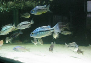 紫水晶魚 紫水晶魚