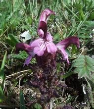 狹裂三角齒馬先蒿 狹裂三角齒馬先蒿