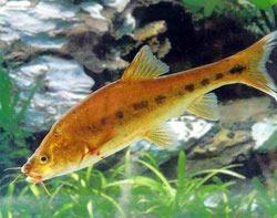 撫仙金線鮁 撫仙金線鮁