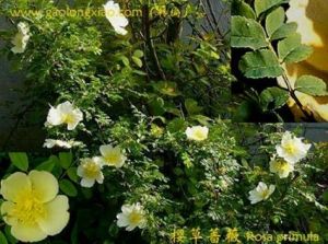 櫻草薔薇 櫻草薔薇