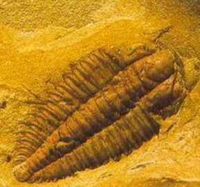 澄江動物化石群 澄江動物化石群