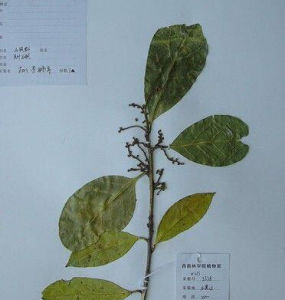 長圓葉蕁麻 長圓葉蕁麻