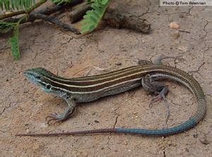 根舍孔鼬䲁 根舍孔鼬䲁