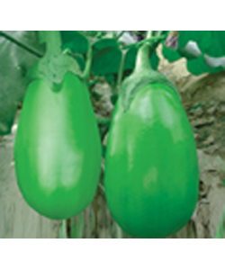 綠晶三號 綠晶三號