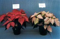 菲絲文茜 菲絲文茜