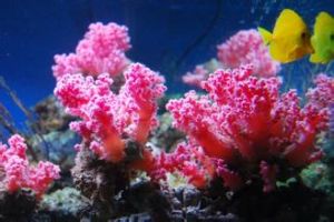 紅雞冠珊瑚