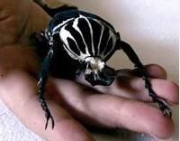 歌利亞甲蟲 歌利亞甲蟲