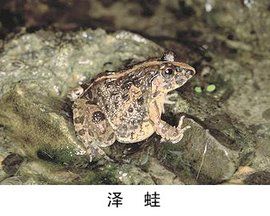 澤蛙 澤蛙
