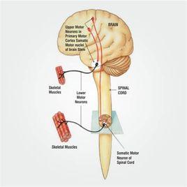 軀體神經系統 軀體神經系統