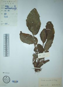 單花唇柱苣苔 單花唇柱苣苔