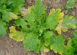 芥菜病毒病 芥菜病毒病