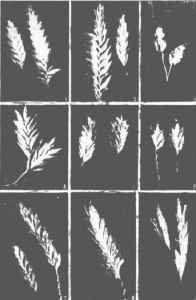 華南畫眉草 華南畫眉草