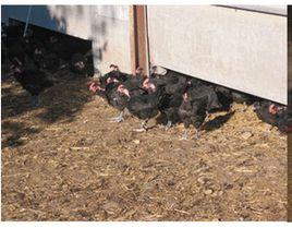 地面平養 地面平養