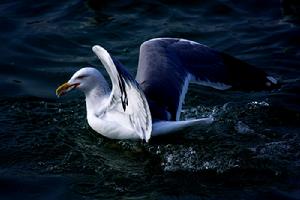 （圖）大黑背歐