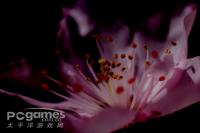 《真·女立食師列傳》