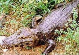 中美寬吻鱷魚 中美寬吻鱷魚