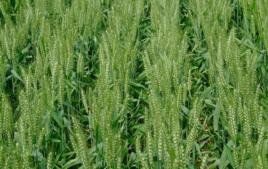 津強一號 津強一號