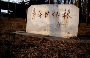 青年世紀林 青年世紀林