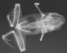 阿馬烏童蛙副模標本的X光影像