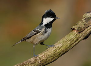 煤山雀摩洛哥亞種 煤山雀摩洛哥亞種
