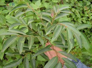 革葉算盤 革葉算盤