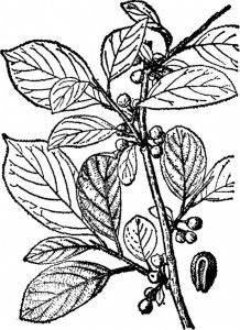 脫毛皺葉鼠李 脫毛皺葉鼠李