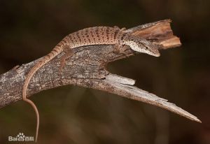 布氏侏儒巨蜥