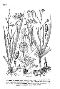 雞冠狀附屬物組 雞冠狀附屬物組