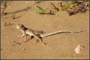 寬鼻沙蜥 寬鼻沙蜥