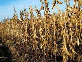 黑龍江大豆 黑龍江大豆