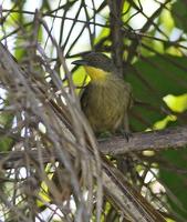 黃喉綠鶇鵯 黃喉綠鶇鵯