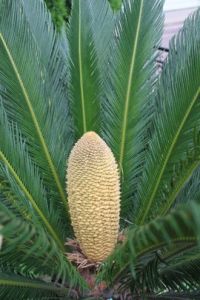 台灣蘇鐵 台灣蘇鐵