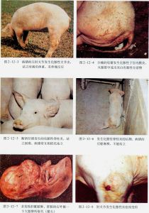 豬放線菌病 豬放線菌病