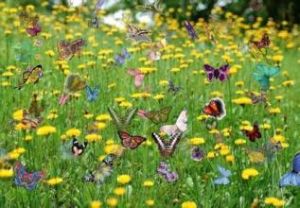 台灣蝴蝶谷 台灣蝴蝶谷