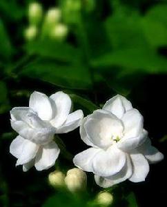 多瓣茉莉 多瓣茉莉