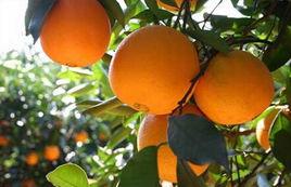 桂夏橙1號 桂夏橙1號