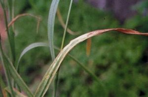 大麥細菌條斑病病葉