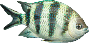 熒點豆娘魚 熒點豆娘魚