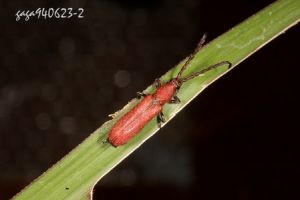 .細樟紅天牛(雌)