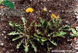 丹東蒲公英 丹東蒲公英