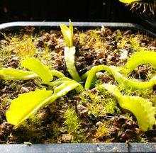 怪異男爵捕蠅草