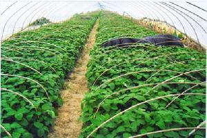 二氧化碳施肥器試驗田