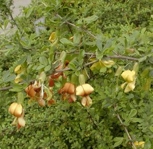 毛序錦雞兒 毛序錦雞兒