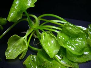 龍舌草菇素菜 龍舌草菇素菜