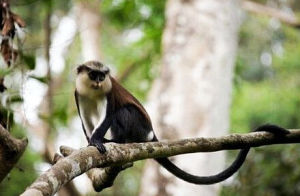 白腹長尾猴 白腹長尾猴