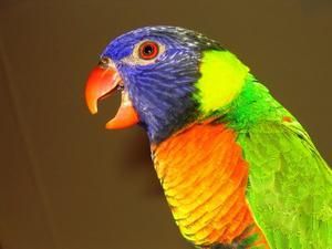 黃紋綠吸蜜鸚鵡阿魯島亞種 黃紋綠吸蜜鸚鵡阿魯島亞種